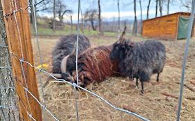 Black Sheep Apartmant
